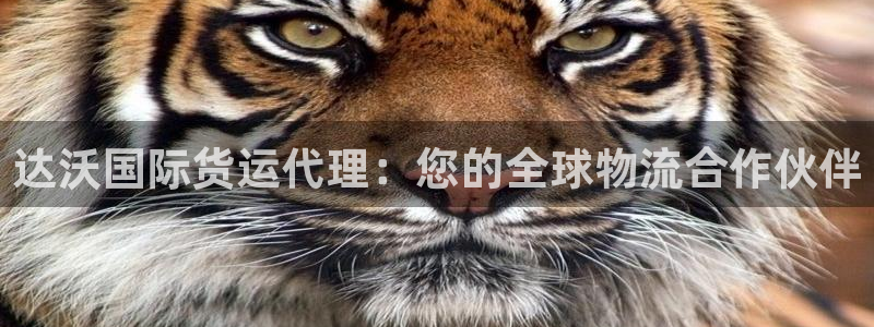 尊龙一人生就是博尊：达沃国际货运代理：您的全球物流合作伙