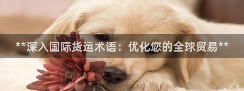 尊龙d88皆选ag发财网：**深入国际货运术语：优化您的