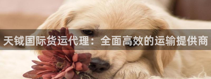 尊龙凯时平台还是万搏好：天钺国际货运代理：全面高效的运输