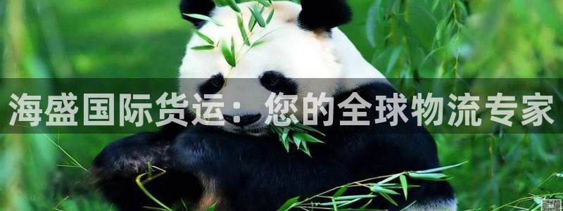 尊龙目前照片：海盛国际货运：您的全球物流专家