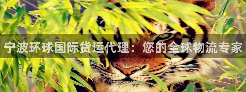 尊龙凯时有假么：宁波环球国际货运代理：您的全球物流专家