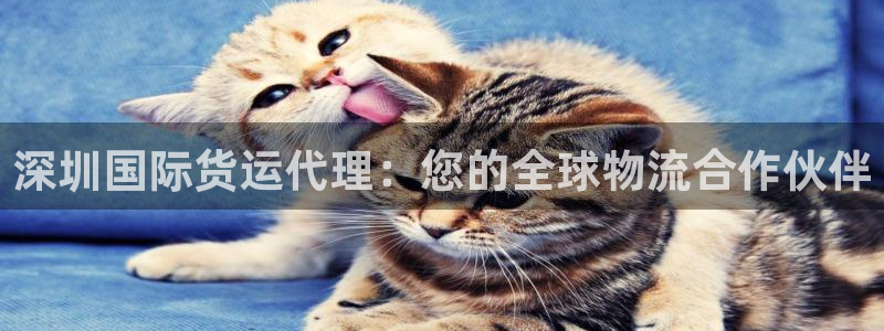 尊龙官网免费下载安装：深圳国际货运代理：您的全球物流合作
