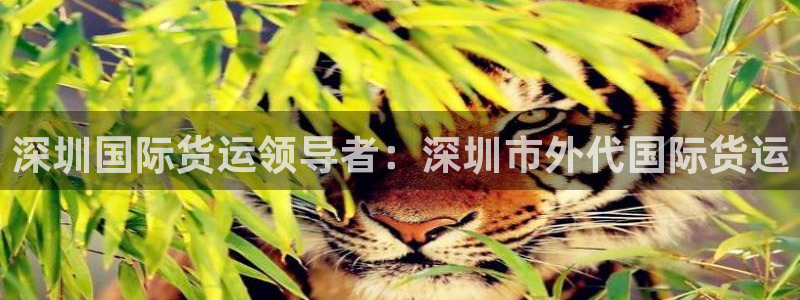 尊龙这个平台怎么样：深圳国际货运领导者：深圳市外代国际货