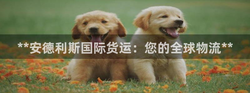尊龙官网网站：**安德利斯国际货运：您的全球物流**