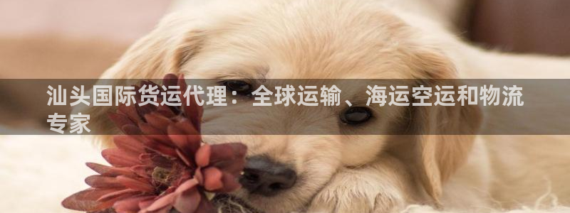 尊龙凯时推荐人：汕头国际货运代理：全球运输、海运空运和物