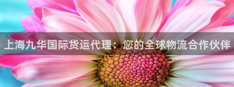 尊龙凯时代理能提出来不：上海九华国际货运代理：您的全球物