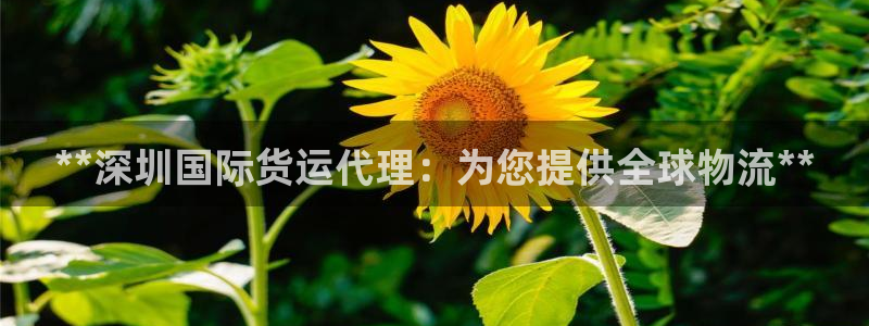 z6com尊龙：**深圳国际货运代理：为您提供全球物流*